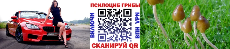 Купить где  Великие Луки  Псилоцибиновые грибы Magic Shrooms 